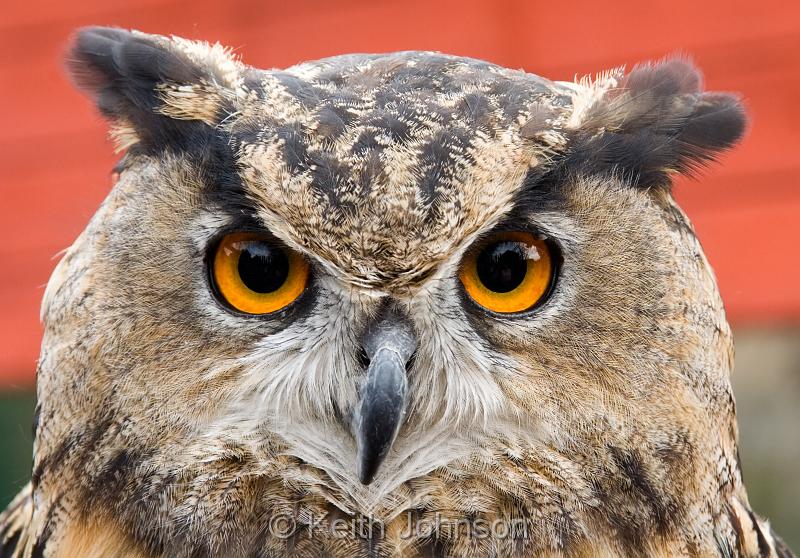 (F) European Eagle Owl.jpg